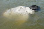 RESCUES, CASUALTY, UNCONSCIOUS, FLOATING
Unconscious casualties need detailed attention after you get everybody out 2